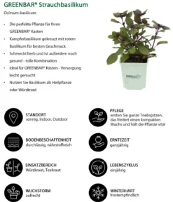 GREENBAR® Strauchbasilikum