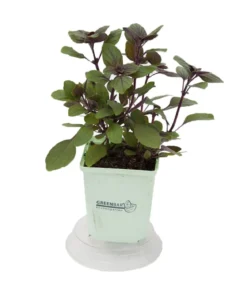 GREENBAR® Strauchbasilikum