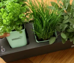 GREENBAR® Thymian