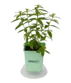 GREENBAR® Zitronenverbene