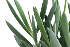 Greiskraut - Senecio talinoides 'Aquarine Mount Everest®'