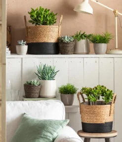 Greiskraut - Senecio talinoides 'Aquarine Mount Everest®'