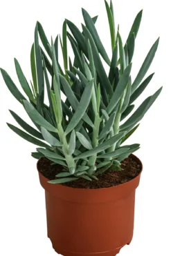 Greiskraut - Senecio talinoides 'Aquarine Mount Everest®'