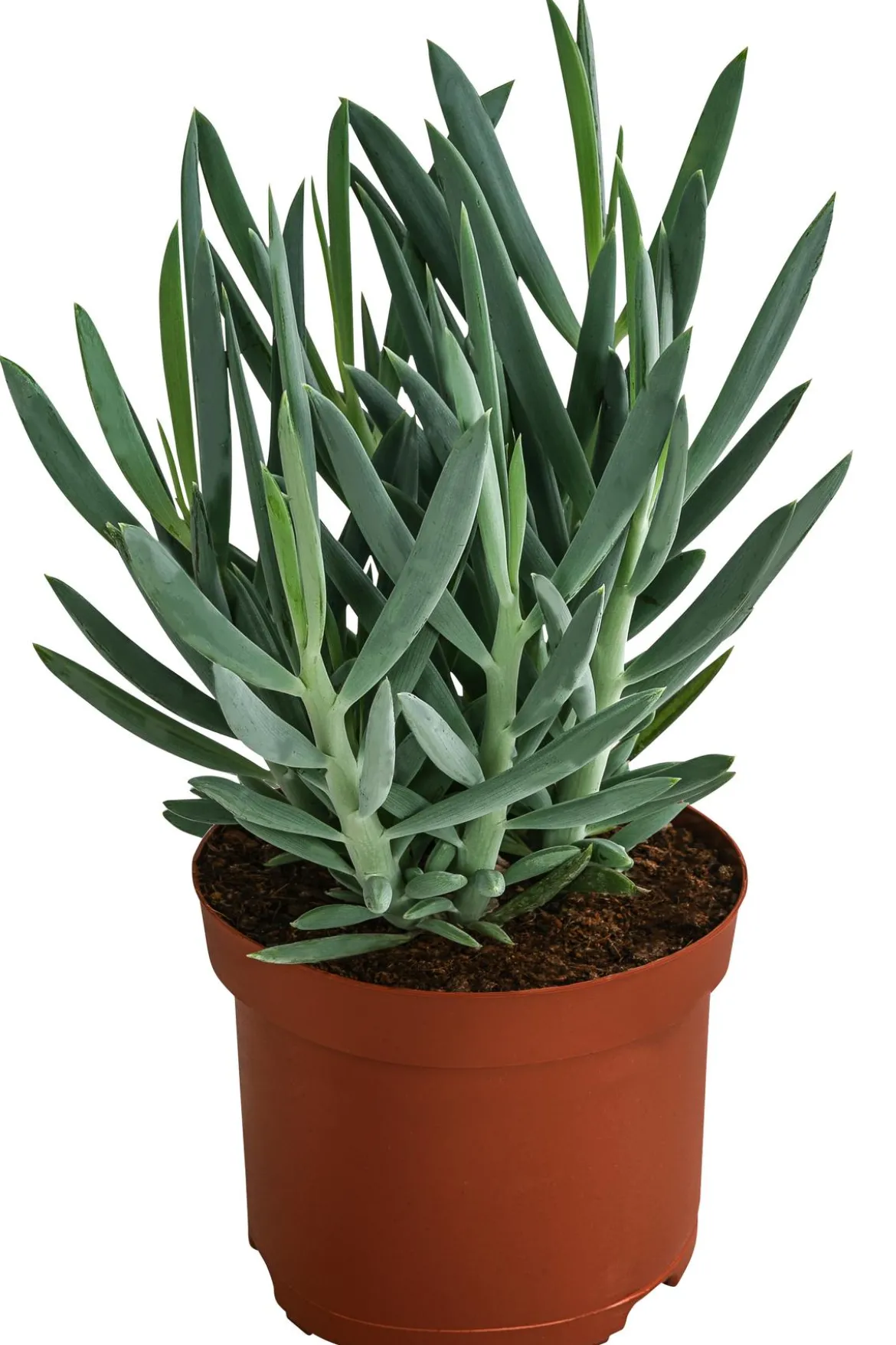 Greiskraut - Senecio talinoides 'Aquarine Mount Everest®'
