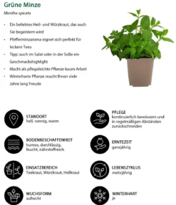 Grüne Minze