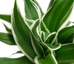 Grünlilie - Chlorophytum
