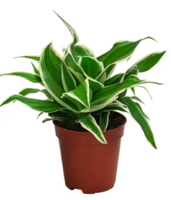 Grünlilie - Chlorophytum