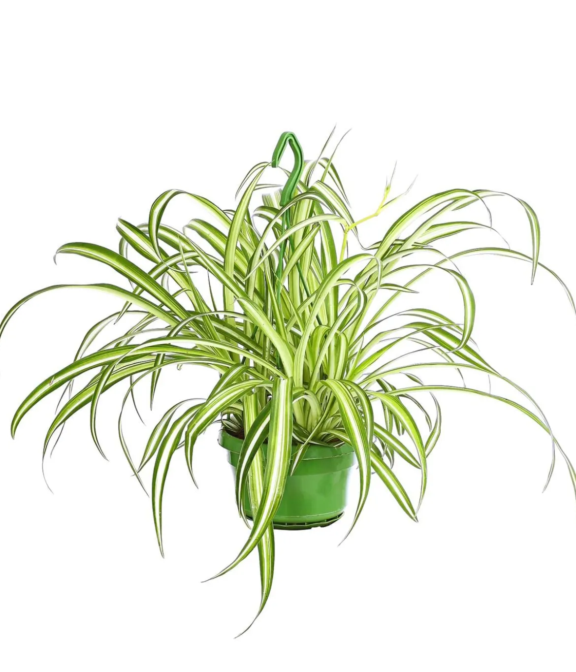 Grünlilie - Chlorophytum comosum, Ampel