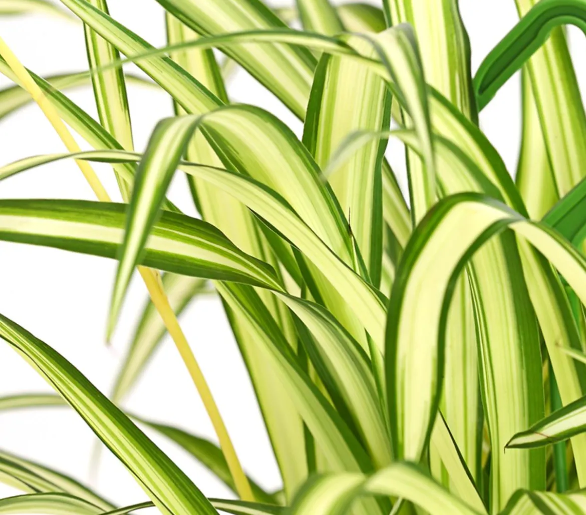 Grünlilie - Chlorophytum comosum, Ampel