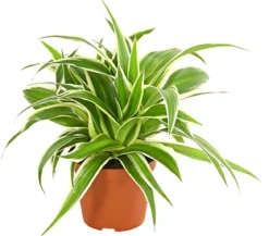 Grünlilie - Chlorophytum comosum 'Variegata'