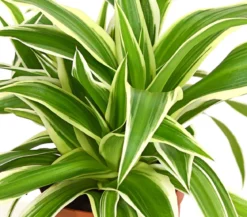 Grünlilie - Chlorophytum comosum 'Variegata'