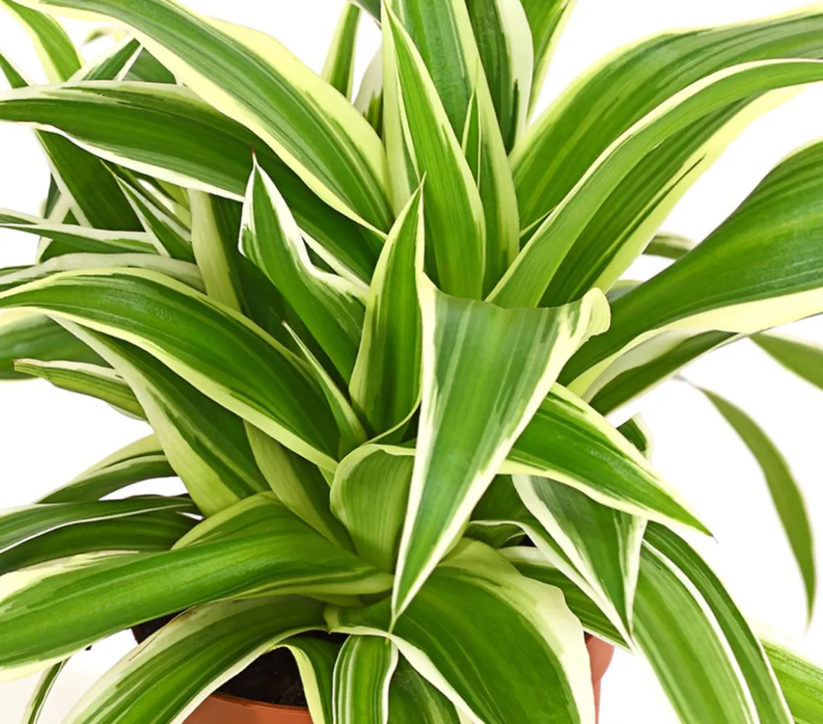 Grünlilie - Chlorophytum comosum 'Variegata'
