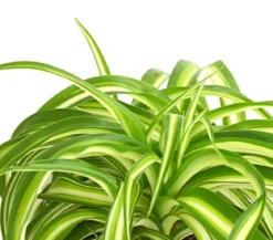 Grünlilie - Chlorophytum comosum 'Bonnie'