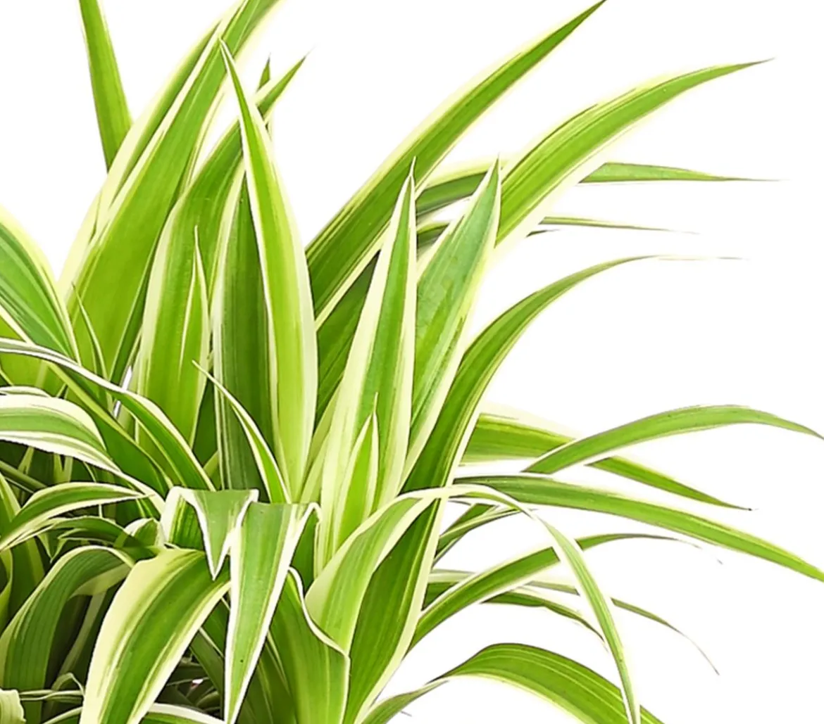 Grünlilie - Chlorophytum comosum 'Ocean'