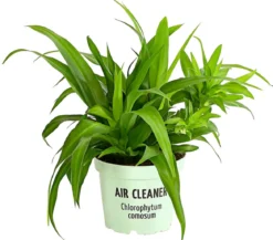 Grünlilie - Chlorophytum comosum