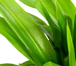 Grünlilie - Chlorophytum comosum