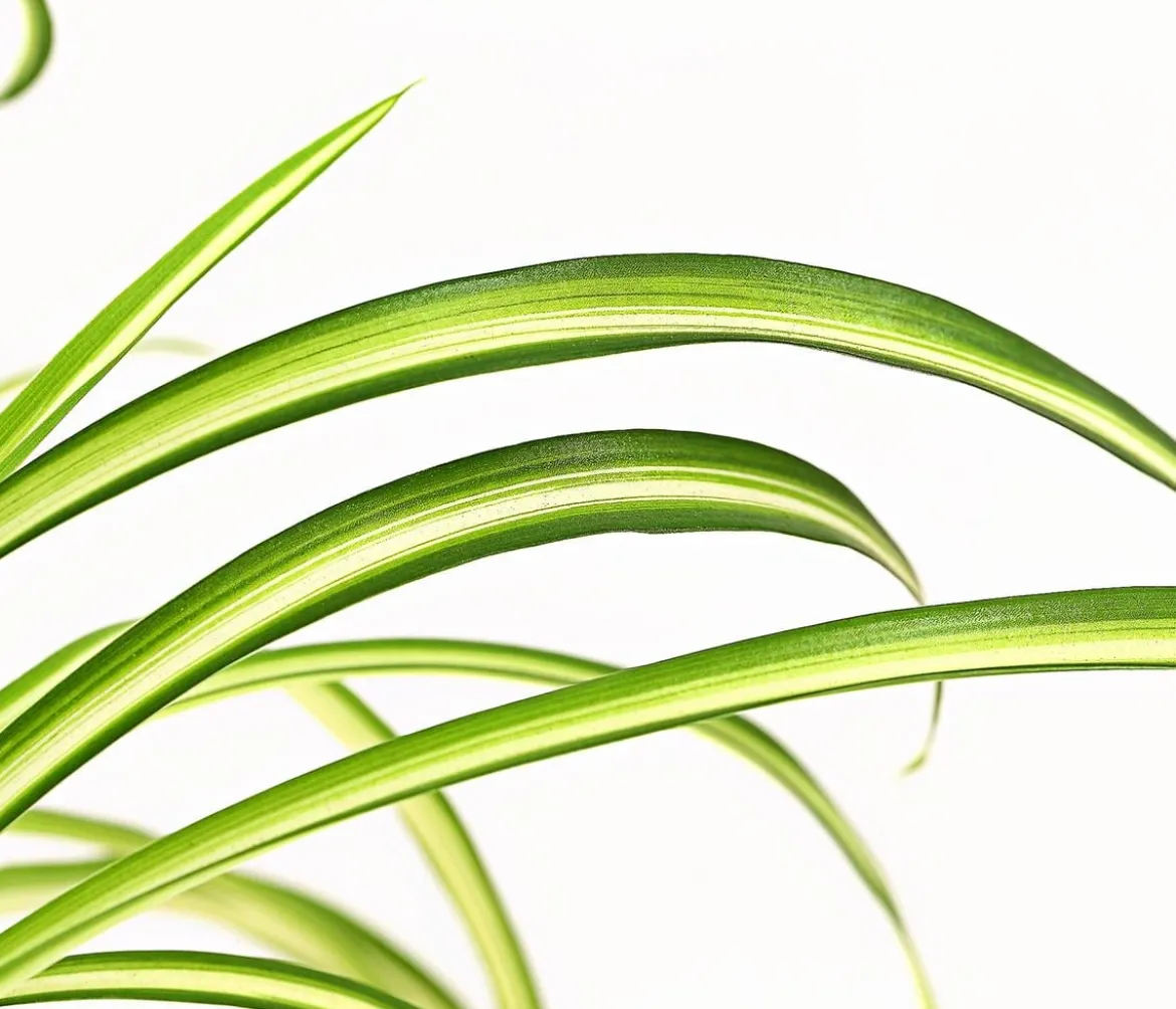 Grünlilie - Chlorophytum comosum 'Atlantic'