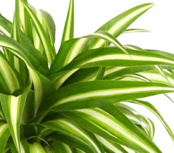 Grünlilie - Chlorophytum comosum