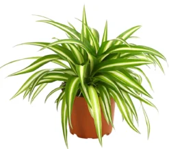 Grünlilie - Chlorophytum comosum