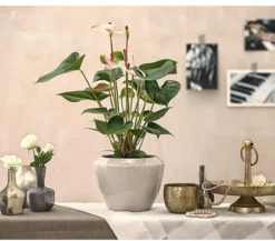 Große Flamingoblume - Anthurium andreanum 'Sweet Lips'