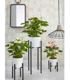 Große Flamingoblume - Anthurium andreanum 'Sweet Lips'