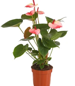 Große Flamingoblume - Anthurium andreanum 'Sweet Lips'