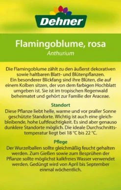 Große Flamingoblume - Anthurium andreanum 'Sweet Lips'