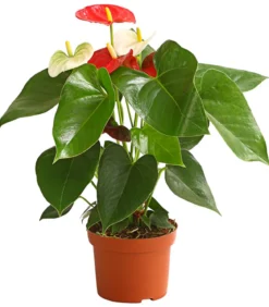 Große Flamingoblume - Anthurium andreanum 'Frankonien'