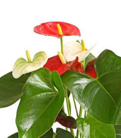Große Flamingoblume - Anthurium andreanum 'Frankonien'