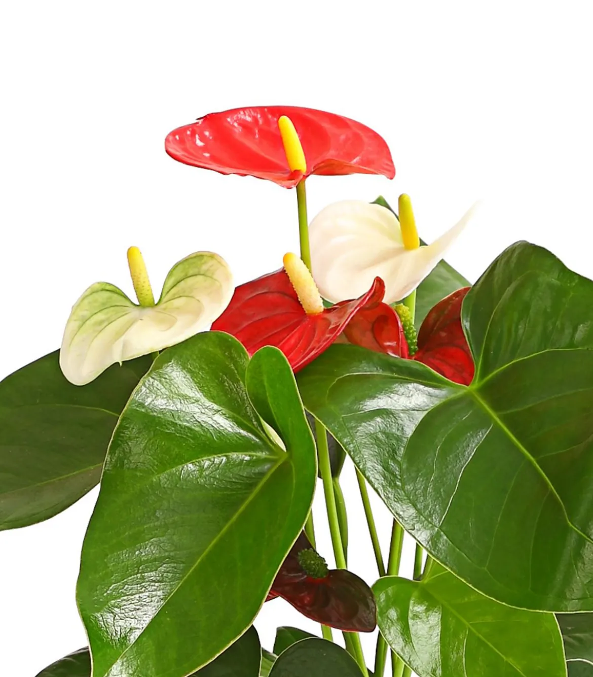 Große Flamingoblume - Anthurium andreanum 'Frankonien'