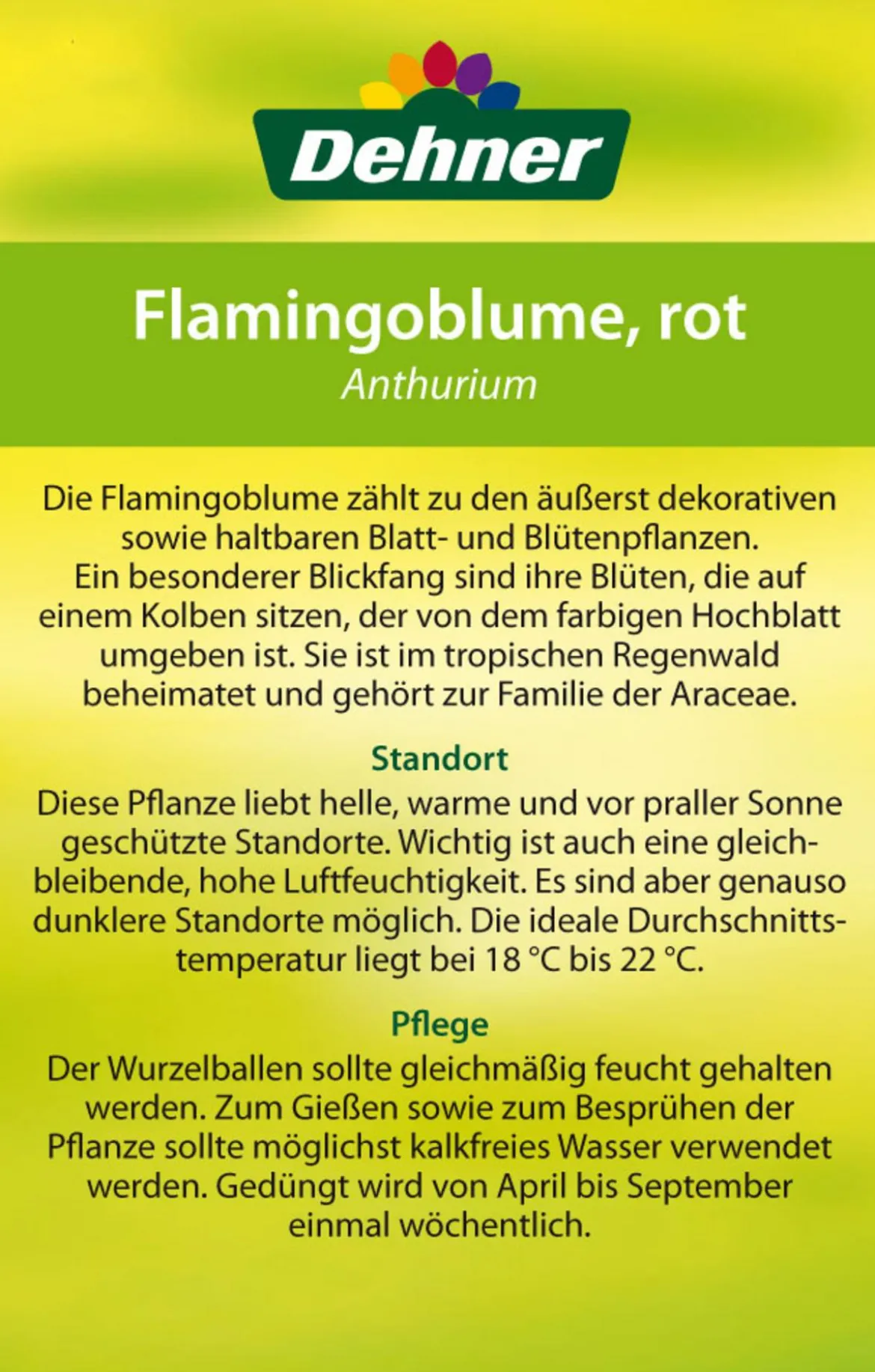 Große Flamingoblume - Anthurium andreanum 'Frankonien'