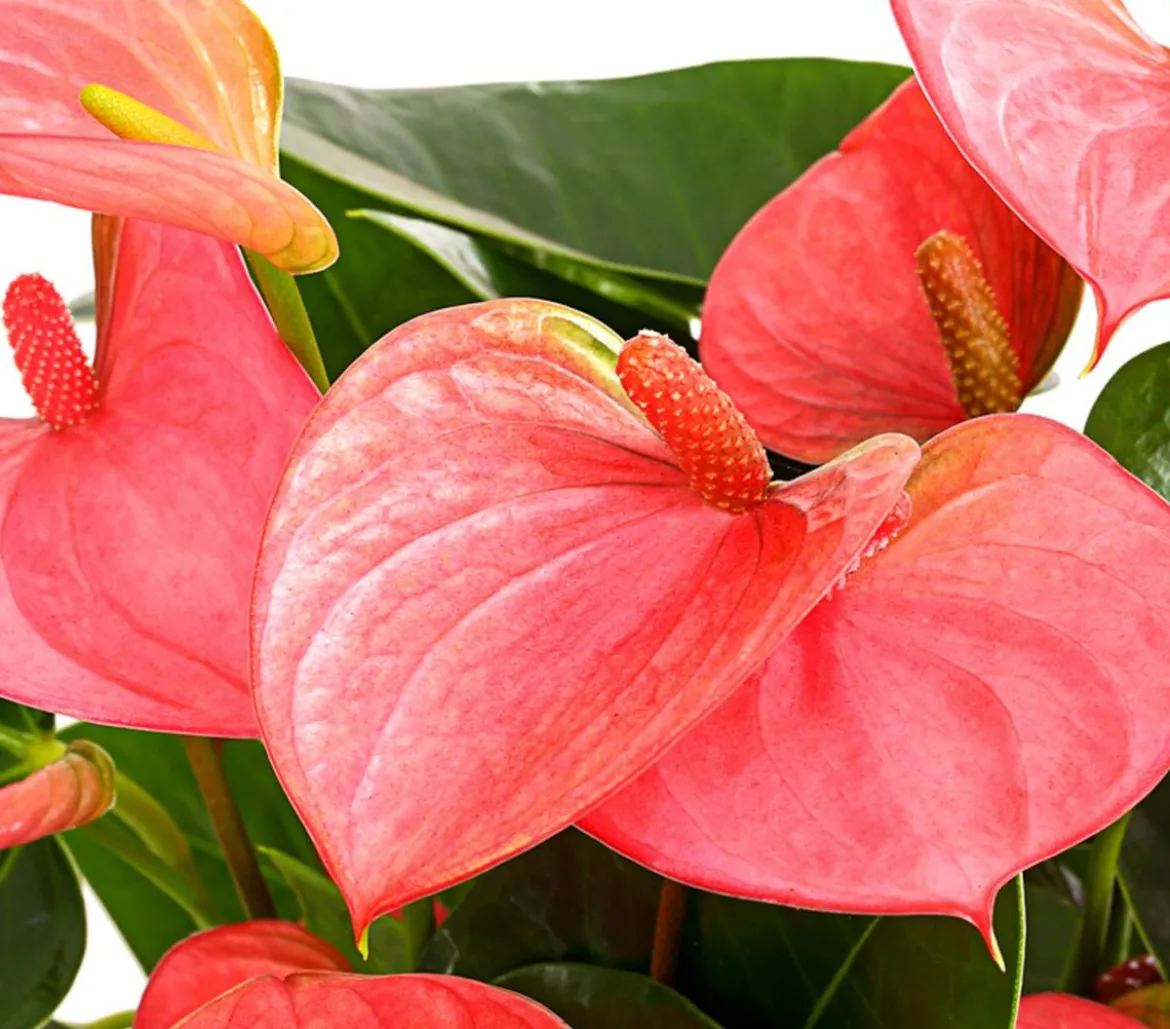 Große Flamingoblume - Anthurium andreanum, rosa