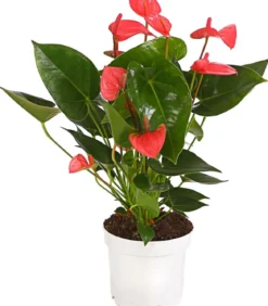 Große Flamingoblume - Anthurium andreanum, rosa