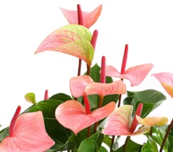 Große Flamingoblume - Anthurium andreanum 'Summerlove'