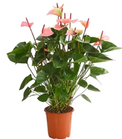 Große Flamingoblume - Anthurium andreanum 'Summerlove'