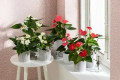 Große Flamingoblume - Anthurium andreanum, weiß