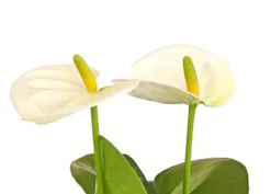 Große Flamingoblume - Anthurium andreanum, weiß