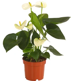 Große Flamingoblume - Anthurium andreanum, weiß