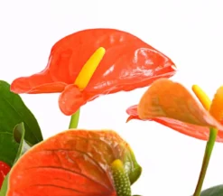 Große Flamingoblume - Anthurium andreanum, orange