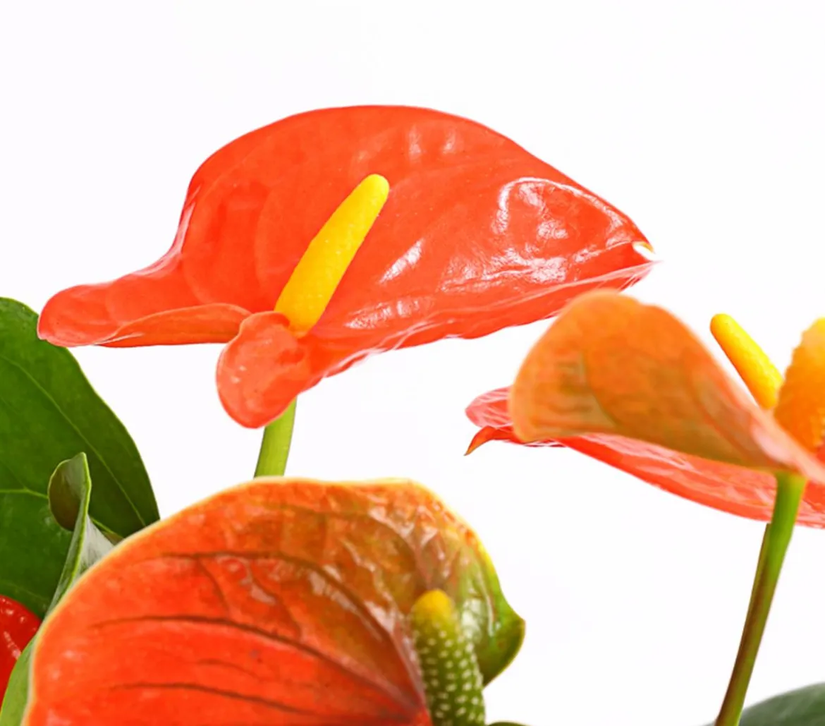 Große Flamingoblume - Anthurium andreanum, orange