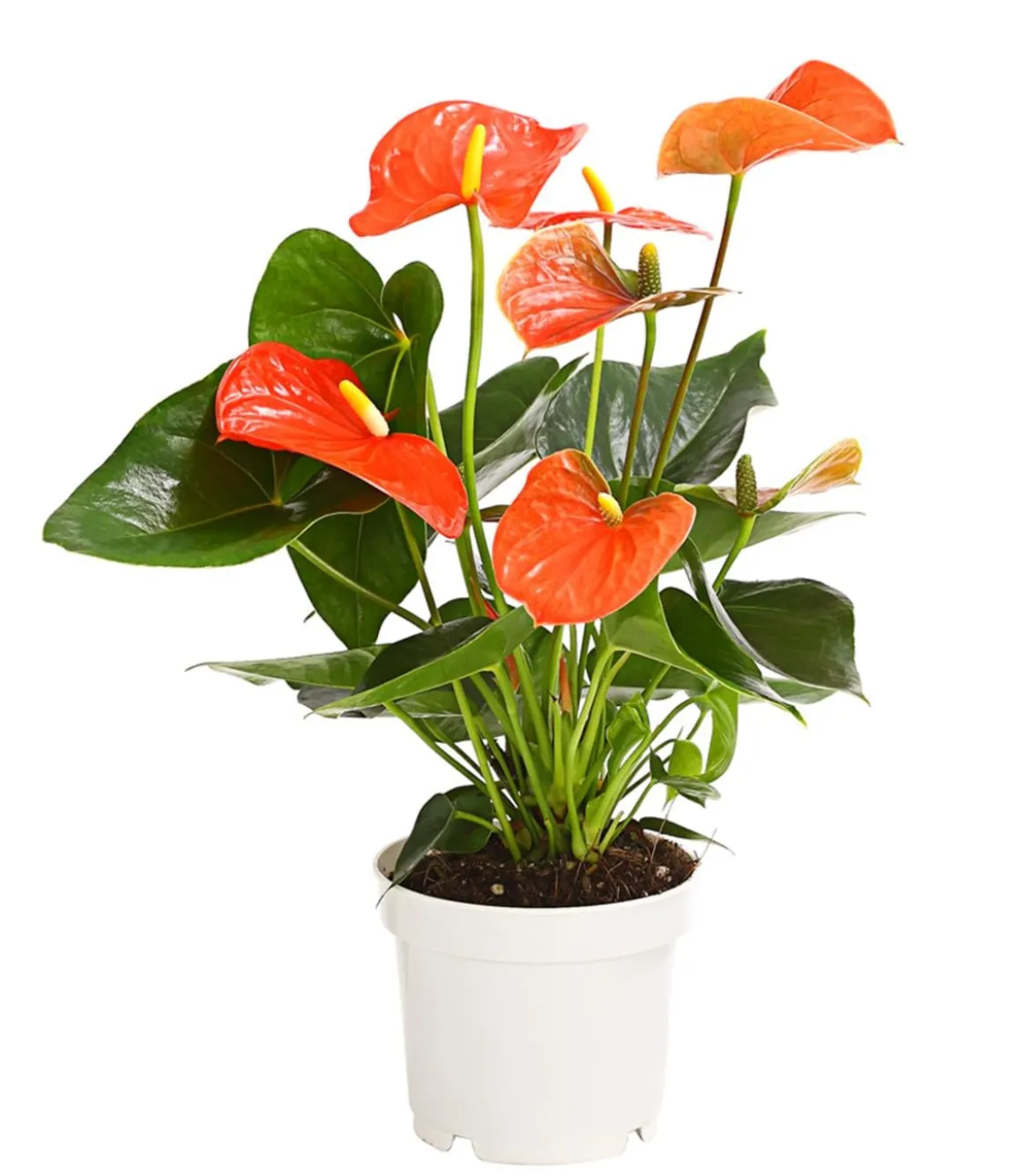 Große Flamingoblume - Anthurium andreanum, orange
