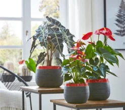 Große Flamingoblume - Anthurium andreanum, rot