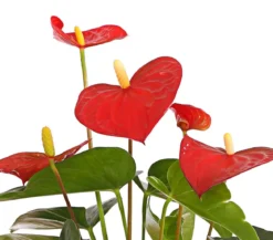 Große Flamingoblume - Anthurium andreanum, rot