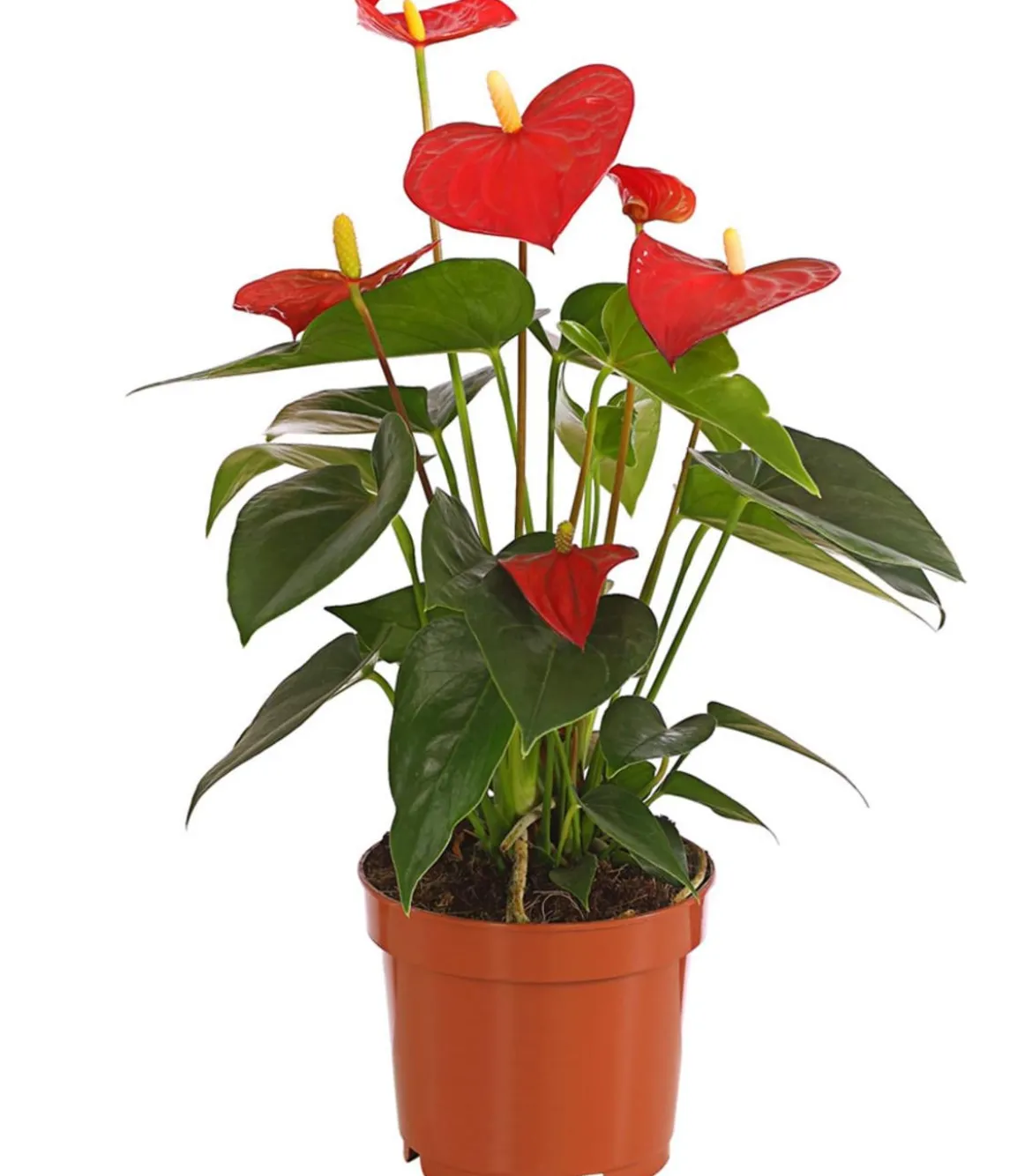 Große Flamingoblume - Anthurium andreanum, rot