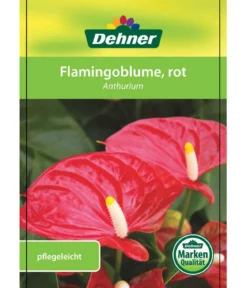 Große Flamingoblume - Anthurium andreanum, rot