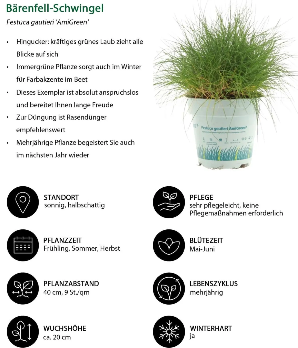 Gräser-Set Gartengräser, 4-teilig