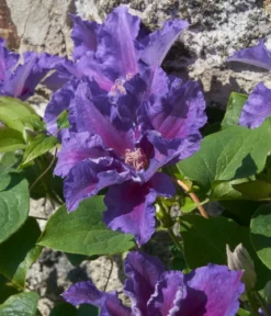 Guernsey Waldrebe - Clematis 'Baroness Fookes'