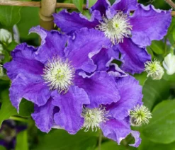Guernsey Waldrebe - Clematis 'Baroness Fookes'
