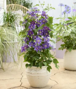 Guernsey Waldrebe - Clematis 'Baroness Fookes'