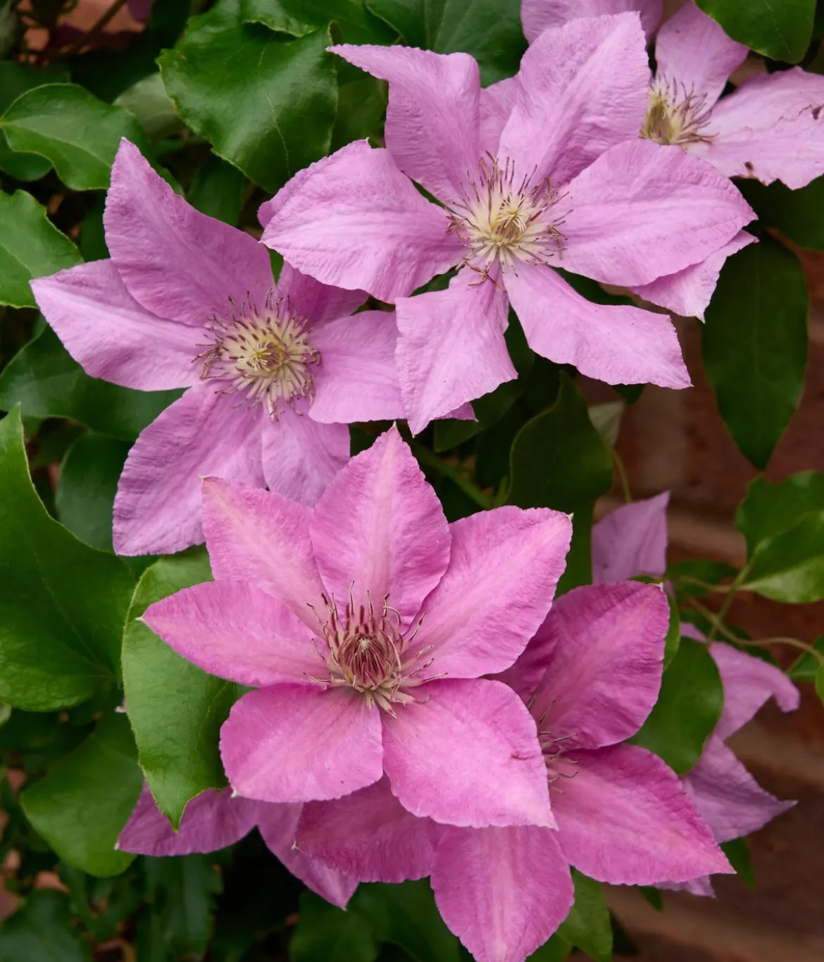 Guernsey Waldrebe - Clematis 'Bridgewater'
